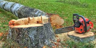 Best Arborist Consultation Services  in Sidy, NE