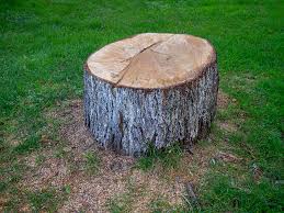 Best Tree Trimming and Pruning  in Sidy, NE