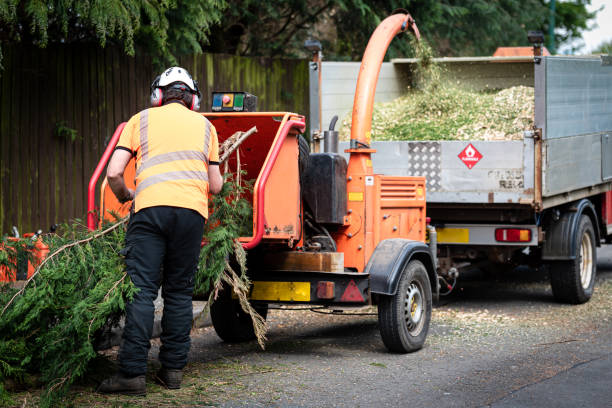 Best Commercial Tree Services  in Sidy, NE