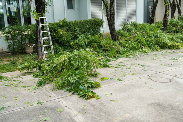 Best Hazardous Tree Removal  in Sidy, NE