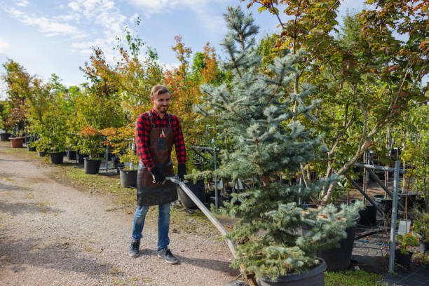 Best Emergency Tree Removal  in Sidy, NE